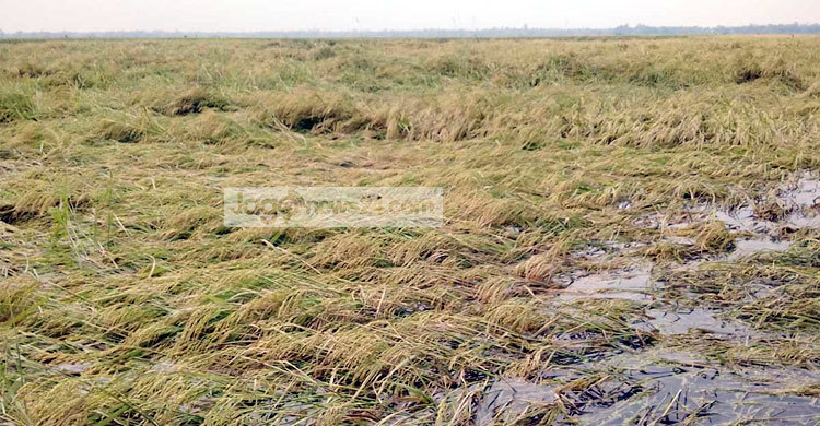 নওগাঁয় কালবৈশাখী ঝড় ও শিলাবৃষ্টিতে ধানের ব্যাপক ক্ষতি