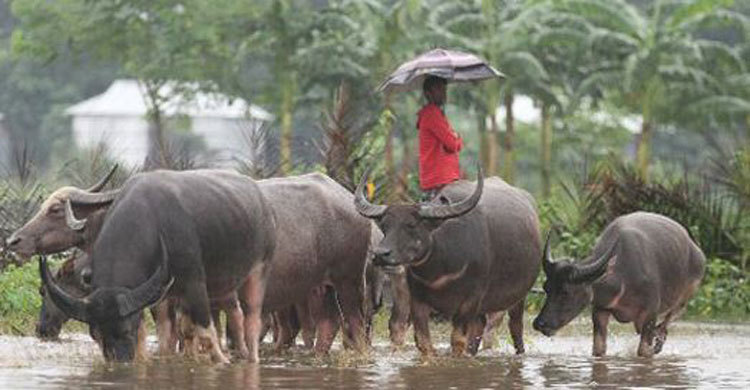 মহিষকে লাঠিপেটা করায় দুই যুবকের আঙুল কর্তন