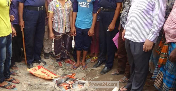 পটুয়াখালীতে পিরানহা মাছ বিক্রির দায়ে দুই ব্যবসায়ীর জরিমানা