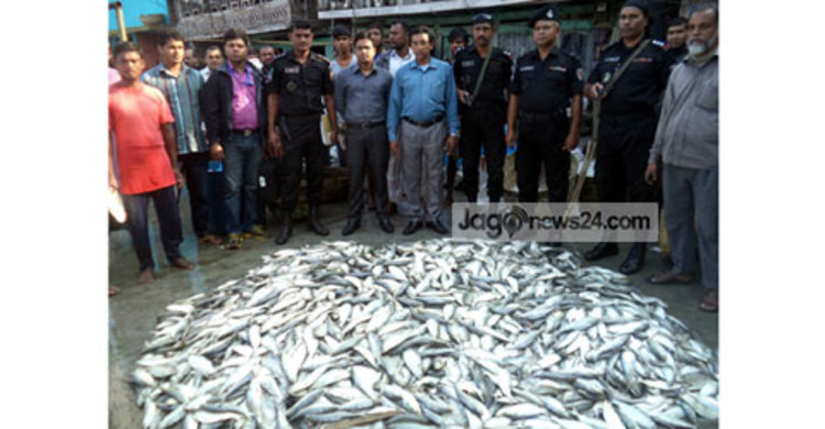 পিরোজপুরে ৭০ মণ জাটকা জব্দ