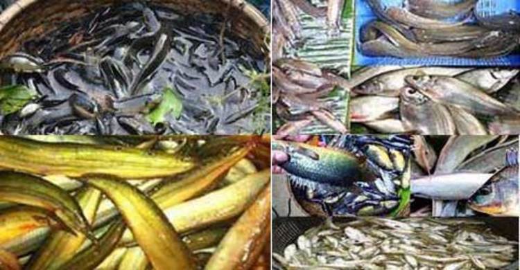 দক্ষিণাঞ্চলে অর্ধশত প্রজাতির মাছ বিলীন প্রায়