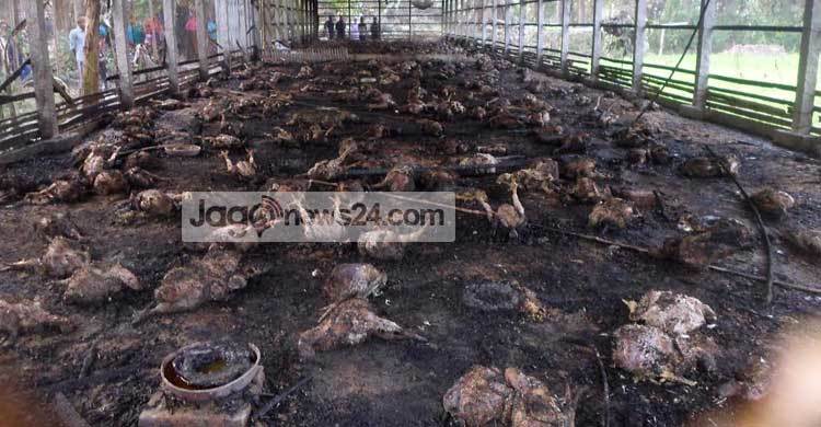 শৈলকুপায় আগুনে দুই হাজার মুরগি পুড়ে ছাই