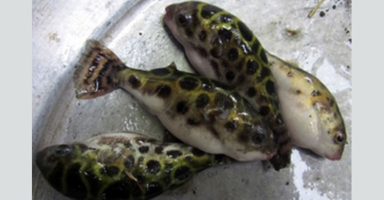 সিলেটে পটকা মাছ নিয়ে বিশেষ সতর্কতা