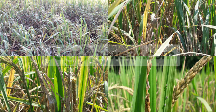 আমনের ফলন নিয়ে শঙ্কায় উত্তরের কৃষকেরা 