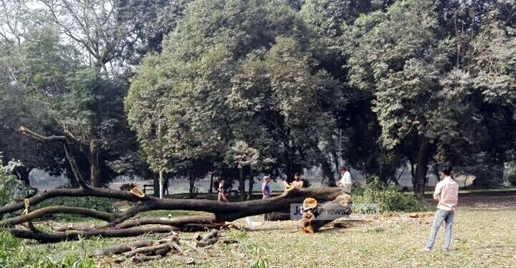 কেটে ফেলা হয়েছে রমনা পার্কের দুটি গাছ