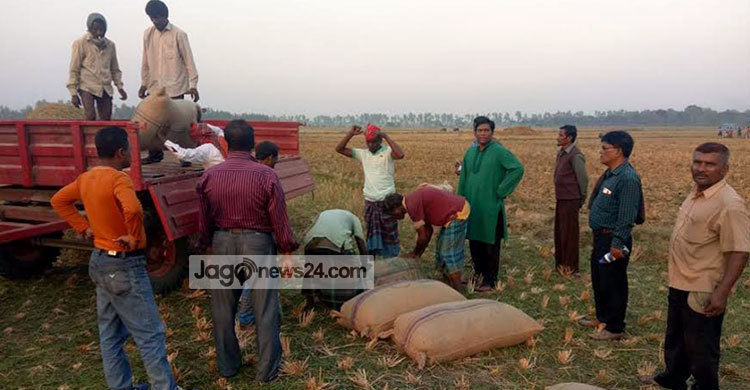 পাঁচ দিনে ৩৯৭ বস্তা ধান পেলো সাঁওতালরা