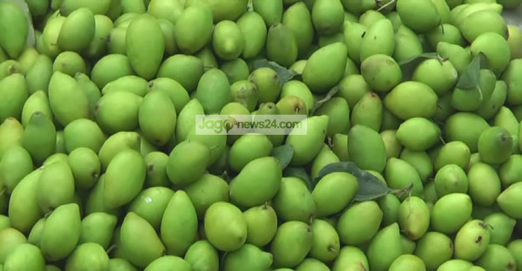 সাতক্ষীরায় বেড়েছে বরই চাষ