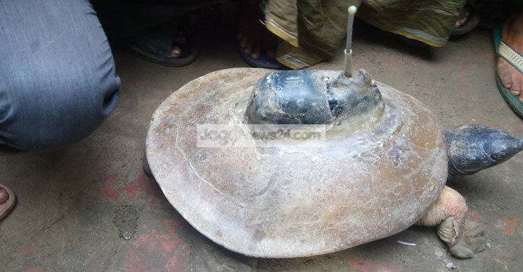 স্যাটেলাইট ট্রান্সমিটার বসানো নিখোঁজ কচ্ছপ সাতক্ষীরায় উদ্ধার