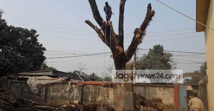 অবশেষে অপসারণ হলো মরা গাছটি