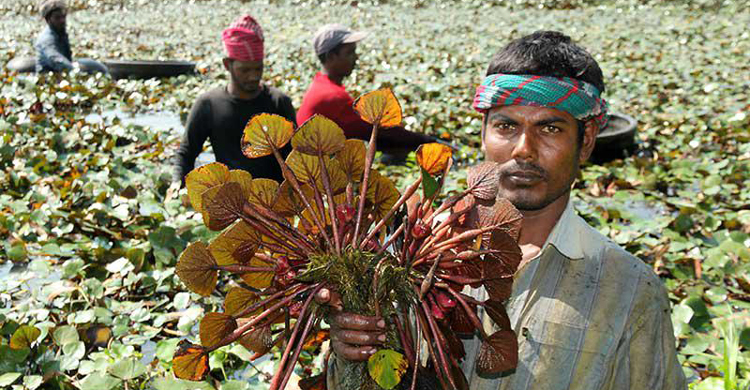 সাতক্ষীরায় পানি ফল চাষ করে চলে শতাধিক পরিবার