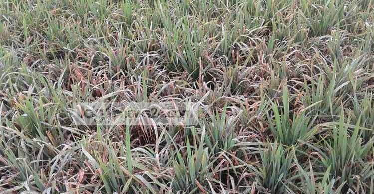 সাতক্ষীরায় ৭০ হেক্টর বোরো ক্ষেত ব্লাস্ট রোগে আক্রান্ত