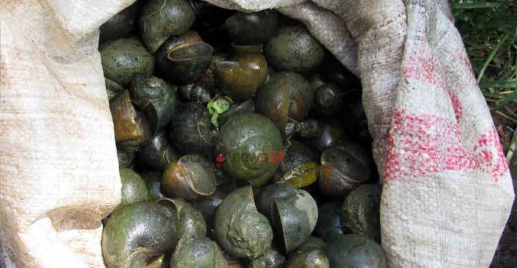 যশোরে বিপুল শামুক আটক করে অবমুক্ত 