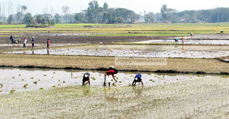 বোরো আবাদে ব্যস্ত চাষিরা