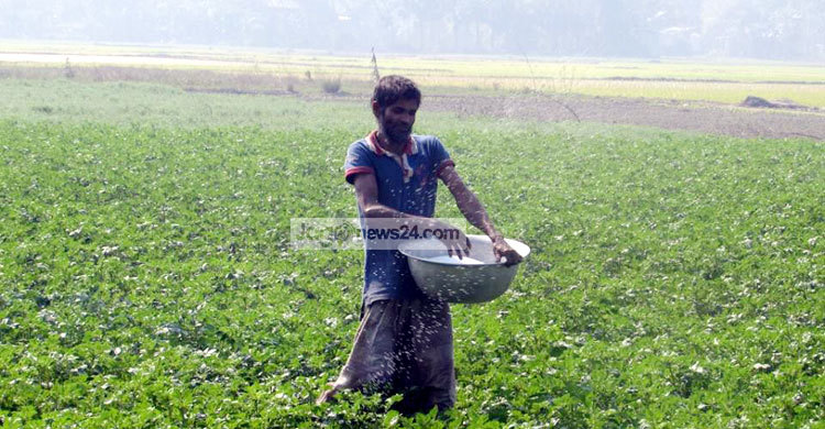 আলুর পরিচর্যায় ব্যস্ত শরীয়তপুরের কৃষকরা