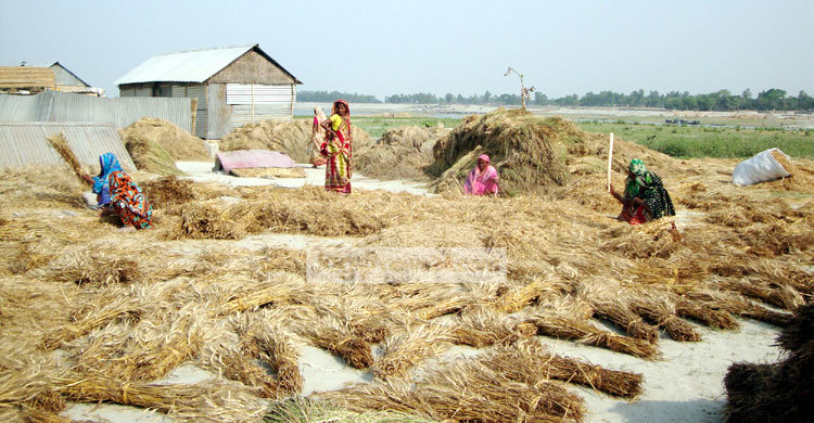 যমুনার চরে গমের বাম্পার ফলনে কৃষকের মুখে হাসি