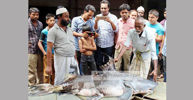 বটতলা বাজারে ৮৮ কেজি ওজনের বাঘাইড়