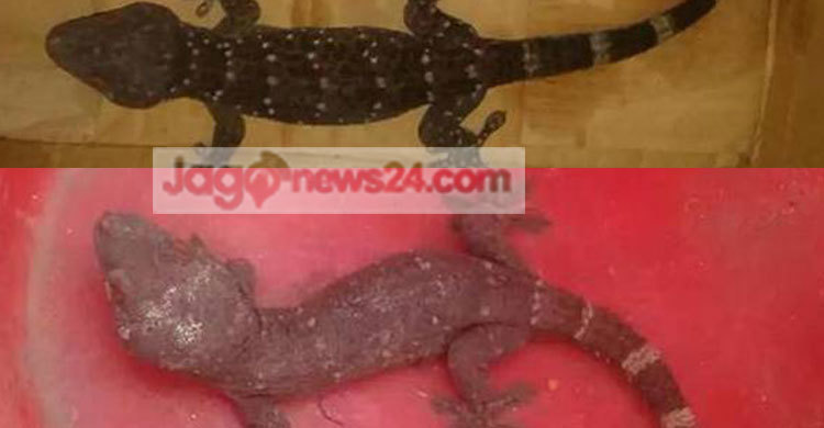 সুনামগঞ্জে সাড়ে ৫ কোটি টাকার তক্ষক জব্দ