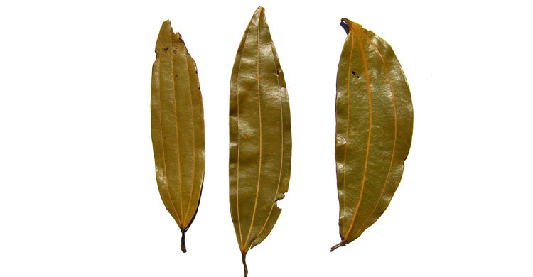 অসুখ সারাতে তেজপাতা