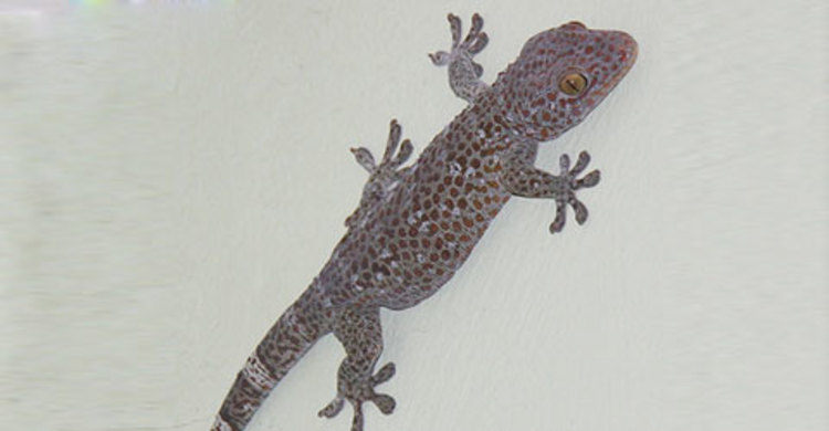 বড়াইগ্রামে ৪টি তক্ষকসহ আটক ১