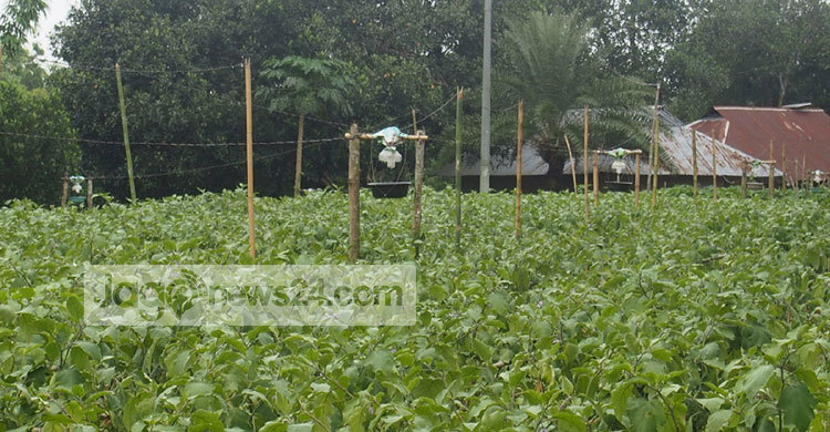 আলোর ফাঁদে পোকা মেরে বেগুনচাষির বাজিমাত