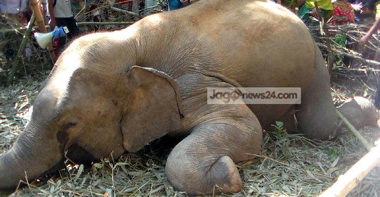 শ্রীবরদী সীমান্তে মৃত বন্যহাতি