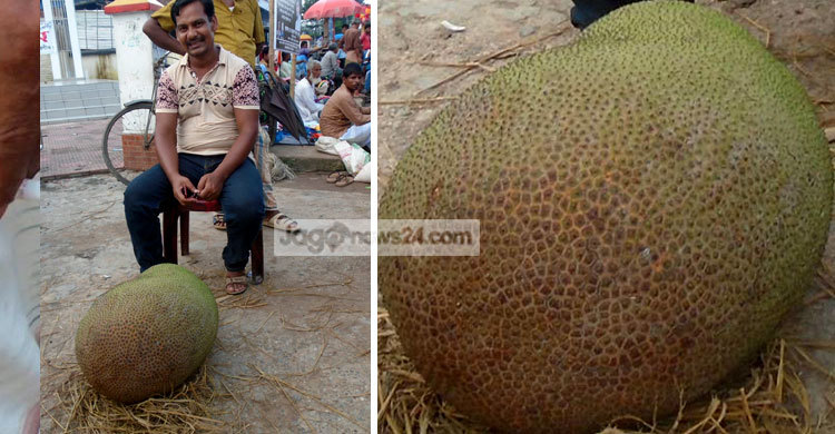 ৪৫ কেজি কাঁঠালের দাম বলতে বলতে বিরক্ত বিক্রেতা