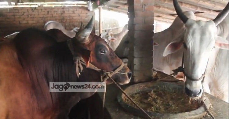 ভারত থেকে গরু আসলে ক্ষতির মুখে পড়বেন খামারিরা
