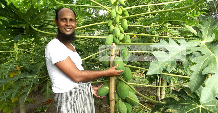 পেঁপের ফলনে অভিভূত শিক্ষক ফরিদ