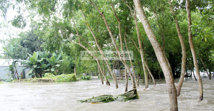 টাঙ্গাইলে দুই বাঁধ ভেঙে ৩০ গ্রাম প্লাবিত