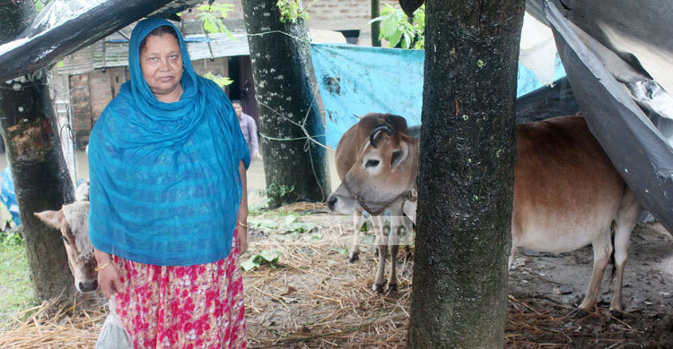 শনু-মনুই যে বাঁচিয়ে রেখেছে সালেহাকে