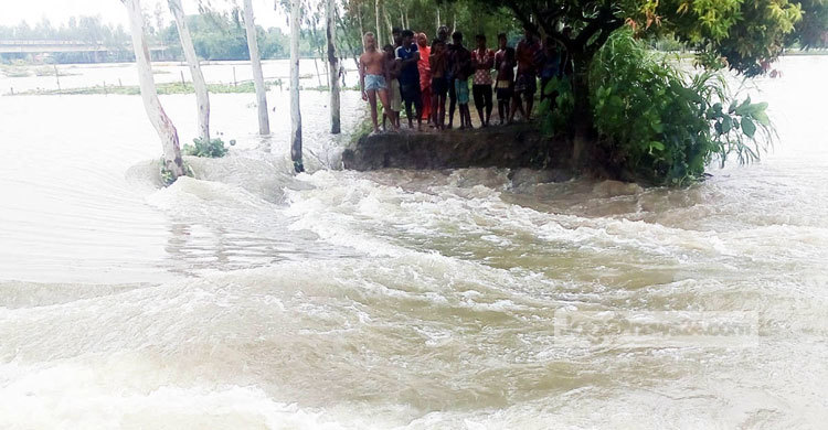 বগুড়ায় বাঙালি নদীর বাঁধ ভেঙে তলিয়ে গেছে ১৫ গ্রামের ফসল