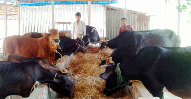 ডেইরি বোর্ড ও নীতি সহায়তার অভাবে বাধাগ্রস্ত পশুখাত উন্নয়ন