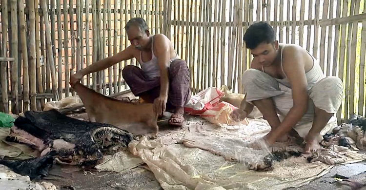 ভারতে চামড়া পাচাররোধে সীমান্তে সতর্ক বিজিবি