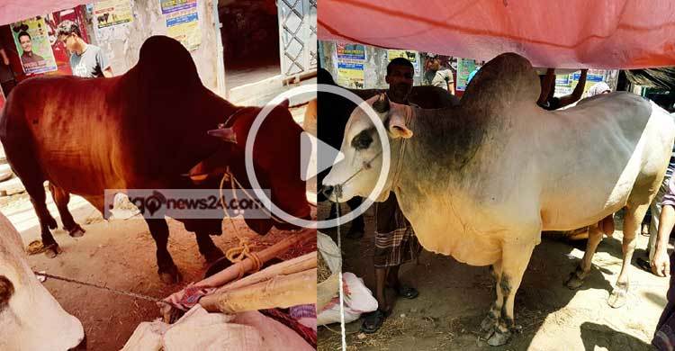 পোস্তগোলার পশুর হাটের ওপর হাইকোর্টের স্থগিতাদেশ