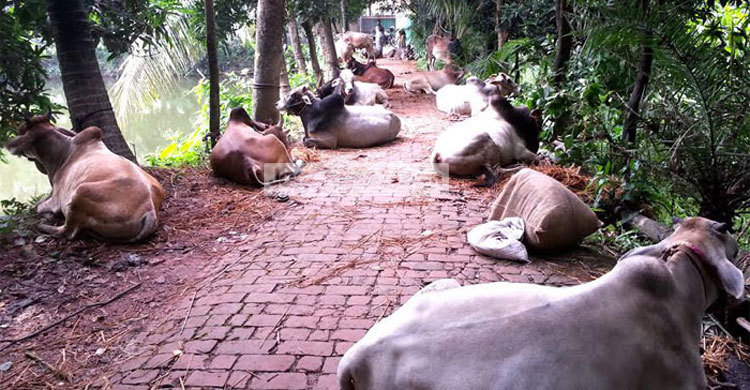 সুন্দরগঞ্জে ডাকাতির ২৩ গরু উদ্ধার, আটক ১