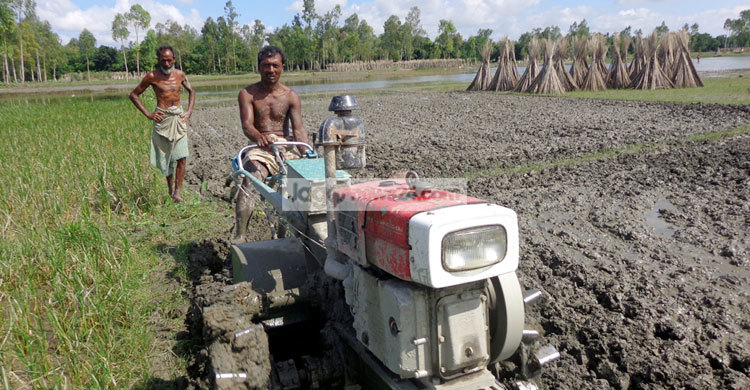 বন্যায় ক্ষতিগ্রস্ত কৃষকদের ঘুরে দাঁড়ানোর চেষ্টা