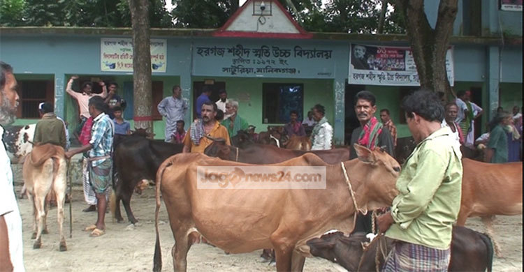 পাঠদান বন্ধ রেখে স্কুল প্রাঙ্গণে গরুর হাট!