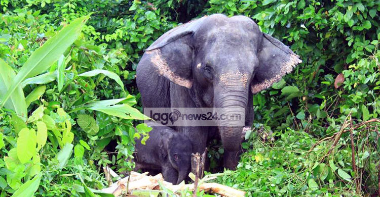 মুক্তিরাণীর কোলজুড়াল