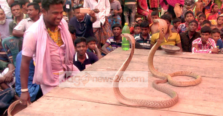 ঝিনাইদহে ঐতিহ্যবাহী ঝাপান খেলা অনুষ্ঠিত