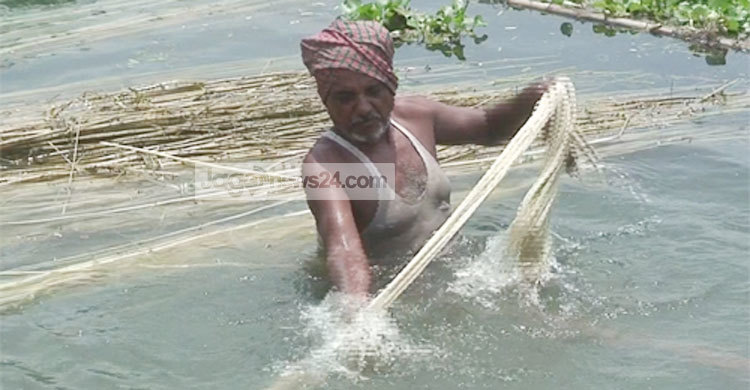 অতিবৃষ্টিতে সুদিন ফিরেছে সোনালী আঁশে