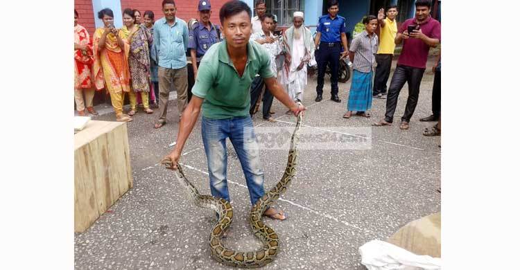 বিশাল অজগর ধরে ফেললেন পথচারী