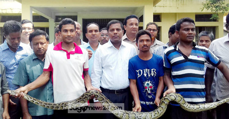 বন্যার পানিতে ভেসে এলো সাড়ে ৯ ফুট লম্বা অজগর