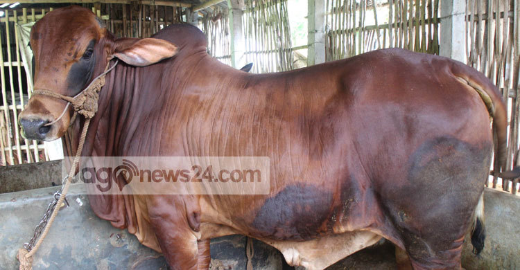 kushtia-cow1