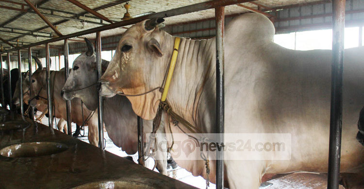 kushtia-cow1