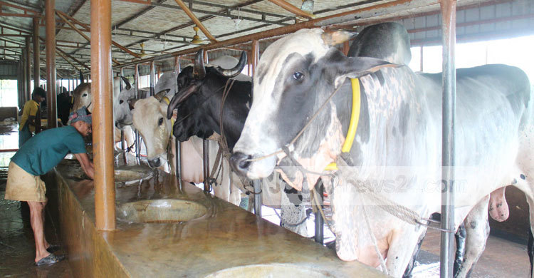 কুষ্টিয়ায় ৪০০ কোটি টাকার দুশ্চিন্তা