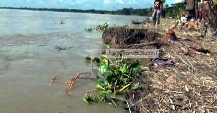 ২৪ ঘণ্টায় ৫০ ঘরবাড়ি পদ্মায় বিলীন