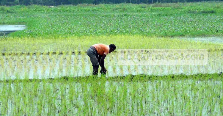 বানভাসি কৃষকের ঘুরে দাঁড়ানোর লড়াই