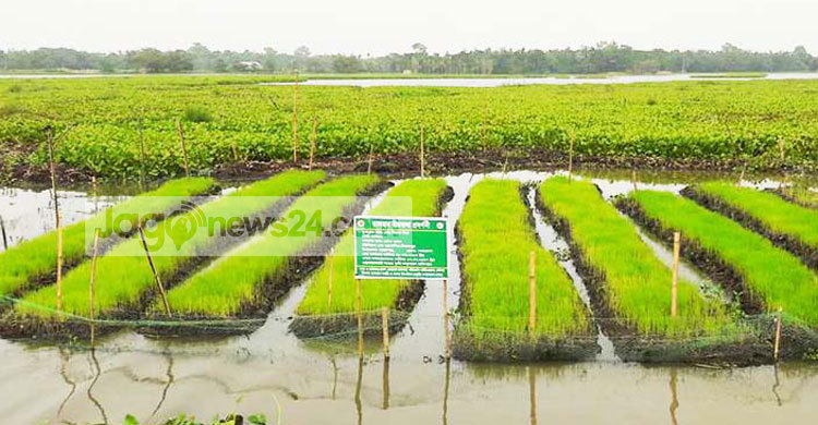 বন্যার ক্ষতি এড়াতে ভাসমান বীজতলা, আগ্রহ বাড়ছে কৃষকের