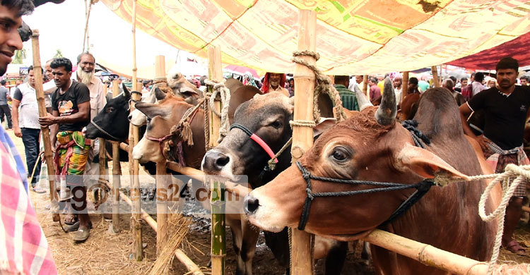 পাবনার পশুহাটে ক্রেতার চেয়ে বিক্রেতা বেশি