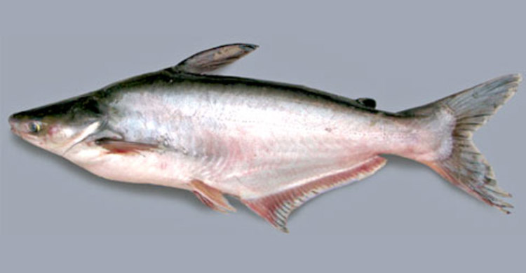 গাজীপুরে পাঙ্গাস মাছ খাওয়ার পর দুই ভাইয়ের মৃত্যু